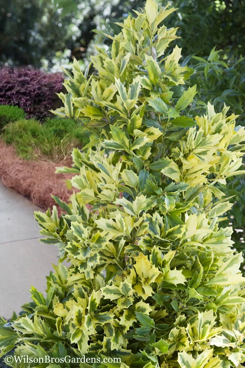 Golden Oakland Holly - 2 Gallon Pot 3 Golden Oakland Holly - 2 Gallon Pot