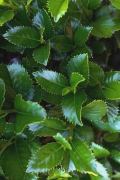 Liberty Holly - 3 Gallon Pot -Wilson Bros Garden Holly Liberty 9