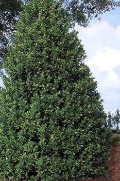 Oakland Holly - 1 Gallon Pot -Wilson Bros Garden Holly Oakland 11