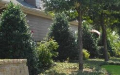 Oakland Holly - 1 Gallon Pot -Wilson Bros Garden Holly Oakland 13