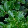 Oakland Holly - 1 Gallon Pot -Wilson Bros Garden Holly Oakland 14