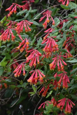 Alabama Crimson Red Trumpet Honeysuckle - 5 Gallon Pot