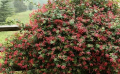 Alabama Crimson Red Trumpet Honeysuckle - 5 Gallon Pot 14 Alabama Crimson Red Trumpet Honeysuckle - 5 Gallon Pot -Wilson Bros Garden Honeysuckle Alabama Crimson 2