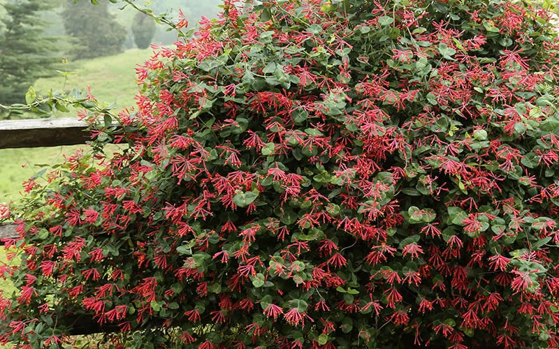 Alabama Crimson Red Trumpet Honeysuckle - 5 Gallon Pot 7 Alabama Crimson Red Trumpet Honeysuckle - 5 Gallon Pot - Image 5