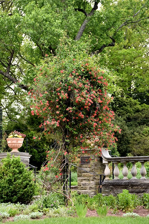 Alabama Crimson Red Trumpet Honeysuckle - 5 Gallon Pot 8 Alabama Crimson Red Trumpet Honeysuckle - 5 Gallon Pot - Image 6