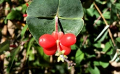 Alabama Crimson Red Trumpet Honeysuckle - 5 Gallon Pot 17 Alabama Crimson Red Trumpet Honeysuckle - 5 Gallon Pot -Wilson Bros Garden Honeysuckle Coral 6