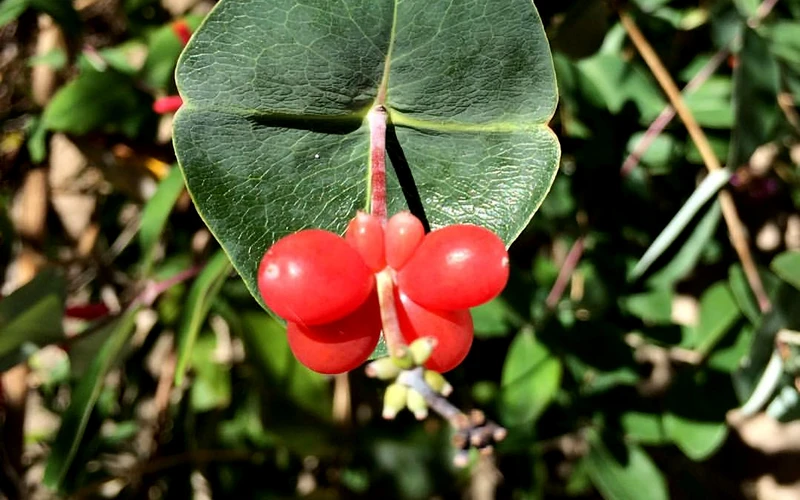 Alabama Crimson Red Trumpet Honeysuckle - 5 Gallon Pot 10 Alabama Crimson Red Trumpet Honeysuckle - 5 Gallon Pot - Image 8