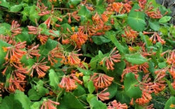 Flaming Red Honeysuckle Vine - Lonicera X Brownii 'Dropmore Scarlet' - 1 Gallon Pot -Wilson Bros Garden Honeysuckle Dropmore Scarlet 1