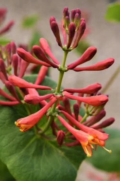Flaming Red Honeysuckle Vine - Lonicera X Brownii 'Dropmore Scarlet' - 1 Gallon Pot -Wilson Bros Garden Honeysuckle Dropmore Scarlet 3