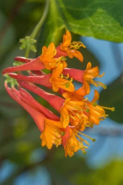 Flaming Red Honeysuckle Vine - Lonicera X Brownii 'Dropmore Scarlet' - 1 Gallon Pot -Wilson Bros Garden Honeysuckle Dropmore Scarlet 5