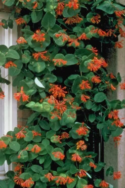 Flaming Red Honeysuckle Vine - Lonicera X Brownii 'Dropmore Scarlet' - 1 Gallon Pot -Wilson Bros Garden Honeysuckle Dropmore Scarlet 6