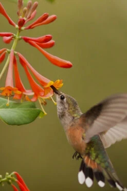 Flaming Red Honeysuckle Vine - Lonicera X Brownii 'Dropmore Scarlet' - 1 Gallon Pot