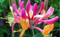 Gold Flame Fragrant Honeysuckle Vine - Lonicera X Heckrottii - 3 Gallon Pot 11 Gold Flame Fragrant Honeysuckle Vine - Lonicera X Heckrottii - 3 Gallon Pot -Wilson Bros Garden Honeysuckle Gold Flame 3