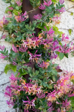 Gold Flame Fragrant Honeysuckle Vine - Lonicera X Heckrottii - 3 Gallon Pot 10 Gold Flame Fragrant Honeysuckle Vine - Lonicera X Heckrottii - 3 Gallon Pot -Wilson Bros Garden Honeysuckle Gold Flame 4