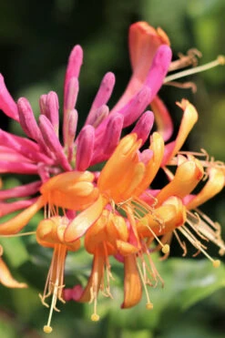 Gold Flame Fragrant Honeysuckle Vine - Lonicera X Heckrottii - 3 Gallon Pot