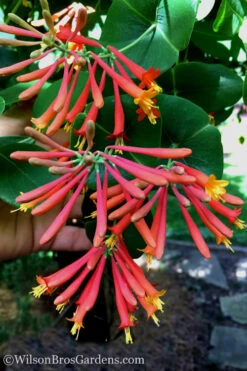 Major Wheeler Red Trumpet Honeysuckle - 1 Gallon Pot (On Stake) -Wilson Bros Garden Honeysuckle Major Wheeler 23