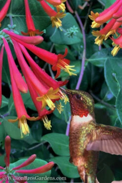 Major Wheeler Red Trumpet Honeysuckle - 1 Gallon Pot (On Stake)