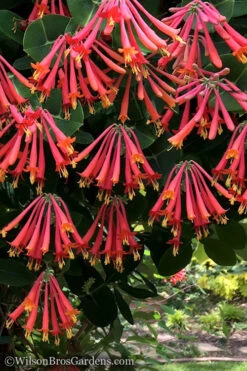 Major Wheeler Red Trumpet Honeysuckle - 1 Gallon Pot (On Stake) -Wilson Bros Garden Honeysuckle Major Wheeler 31