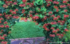 Major Wheeler Red Trumpet Honeysuckle - 1 Gallon Pot (On Stake) -Wilson Bros Garden Honeysuckle Major Wheeler 35