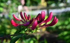 Peaches & Cream Fragrant Honeysuckle - Lonicera Periclymenum - 3 Gallon Pot -Wilson Bros Garden Honeysuckle Peaches And Cream 10