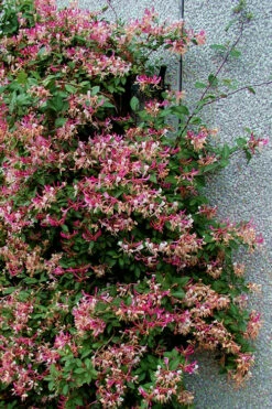 Peaches & Cream Fragrant Honeysuckle (Lonicera Periclymenum) - 6 Pack Of 1 Gallon Pots -Wilson Bros Garden Honeysuckle Peaches And Cream 12 2