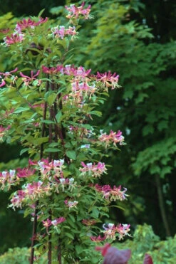 Peaches & Cream Fragrant Honeysuckle - Lonicera Periclymenum - 3 Gallon Pot -Wilson Bros Garden Honeysuckle Peaches And Cream 13