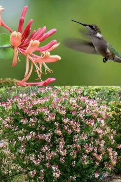 Peaches & Cream Fragrant Honeysuckle (Lonicera Periclymenum) - 6 Pack Of 1 Gallon Pots -Wilson Bros Garden Honeysuckle Peaches And Cream 2 500x750 3