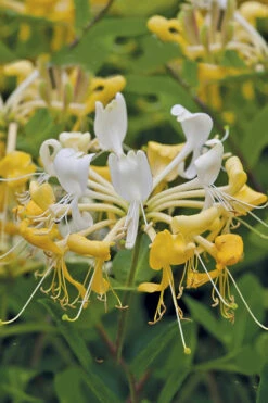 Scentsation Fragrant Yellow Honeysuckle - Lonicera Periclymenum - 3 Gallon Pot -Wilson Bros Garden Honeysuckle Scentsation 1