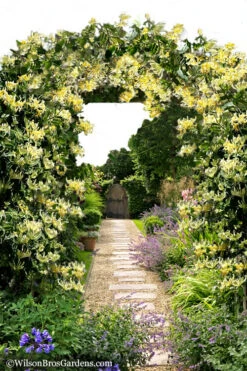 Scentsation Fragrant Yellow Honeysuckle - Lonicera Periclymenum - 3 Gallon Pot -Wilson Bros Garden Honeysuckle Scentsation 10