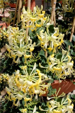 Scentsation Fragrant Yellow Honeysuckle - Lonicera Periclymenum - 3 Gallon Pot -Wilson Bros Garden Honeysuckle Scentsation 2