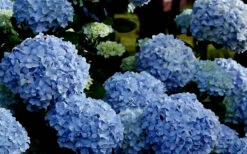 Big Daddy Hydrangea - 1 Gallon Pot -Wilson Bros Garden Hydrangea Big Daddy