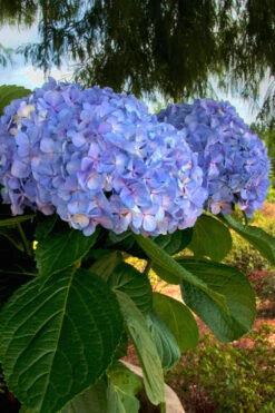 Big Daddy Hydrangea - 1 Gallon Pot -Wilson Bros Garden Hydrangea Big Daddy 500x750 1