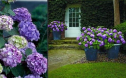 Bloomstruck Endless Summer Hydrangea - 2 Gallon Pot -Wilson Bros Garden Hydrangea Bloomstruck 2 1