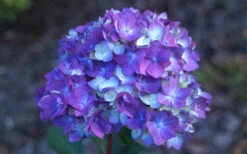 Bloomstruck Endless Summer Hydrangea - 2 Gallon Pot -Wilson Bros Garden Hydrangea Bloomstruck Bloom 1