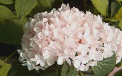 Blushing Bride Endless Summer Hydrangea - 1 Gallon Pot -Wilson Bros Garden Hydrangea Blushing Bride 2