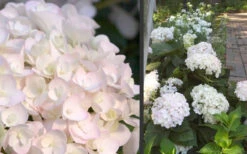 Blushing Bride Endless Summer Hydrangea - 1 Gallon Pot -Wilson Bros Garden Hydrangea Blushing Bride
