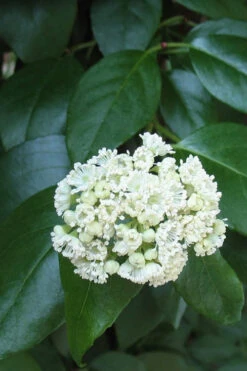 Climbing Hydrangea - Decumaria Barbara - 3 Gallon Pot -Wilson Bros Garden Hydrangea Climbing Decumaria Barbara 13