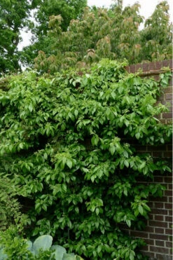 Climbing Hydrangea - Decumaria Barbara - 3 Gallon Pot -Wilson Bros Garden Hydrangea Climbing Decumaria Barbara 15