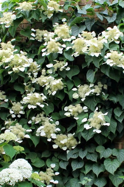 Moonlight Climbing Hydrangea - 2 Gallon Pot 10 Moonlight Climbing Hydrangea - 2 Gallon Pot - Image 8