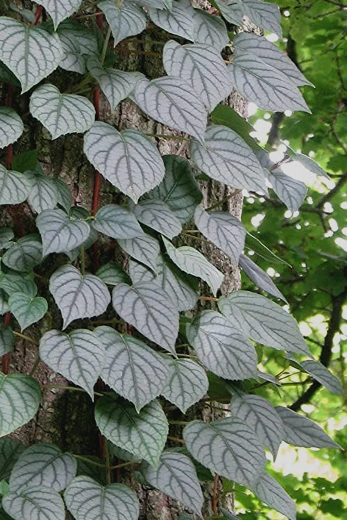 Moonlight Climbing Hydrangea - 2 Gallon Pot 13 Moonlight Climbing Hydrangea - 2 Gallon Pot - Image 11