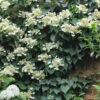 Moonlight Climbing Hydrangea - 2 Gallon Pot -Wilson Bros Garden Hydrangea Climbing Moonlight 9