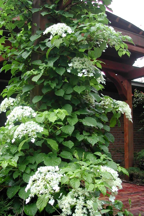 Climbing Hydrangea 'Petiolaris' - 1 Gallon Pot 10 Climbing Hydrangea 'Petiolaris' - 1 Gallon Pot - Image 8