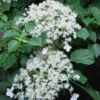 Climbing Hydrangea 'Petiolaris' - 1 Gallon Pot -Wilson Bros Garden Hydrangea Climbing Petiolaris 11