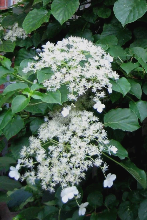 Climbing Hydrangea 'Petiolaris' - 1 Gallon Pot 3 Climbing Hydrangea 'Petiolaris' - 1 Gallon Pot