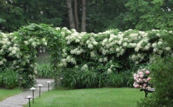 Climbing Hydrangea 'Petiolaris' - 5 Gallon Pot (4-5') -Wilson Bros Garden Hydrangea Climbing Petiolaris 16 1