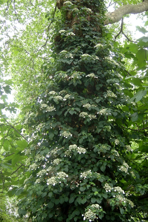 Climbing Hydrangea 'Petiolaris' - 1 Gallon Pot 8 Climbing Hydrangea 'Petiolaris' - 1 Gallon Pot - Image 6