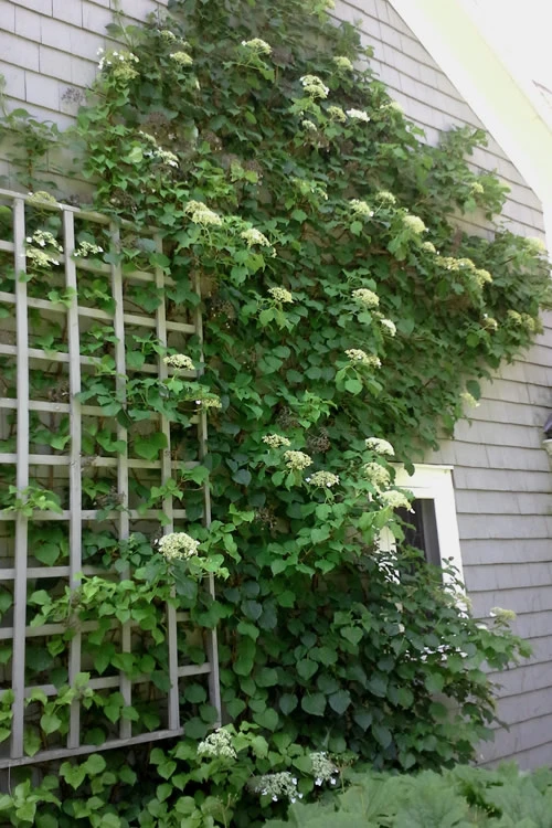 Climbing Hydrangea 'Petiolaris' - 1 Gallon Pot 13 Climbing Hydrangea 'Petiolaris' - 1 Gallon Pot - Image 11