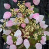 Pink Climbing Hydrangea - Schizophragma Hydrangeoides`Roseum' - 2 Gallon Pot -Wilson Bros Garden Hydrangea Climbing Pink 12