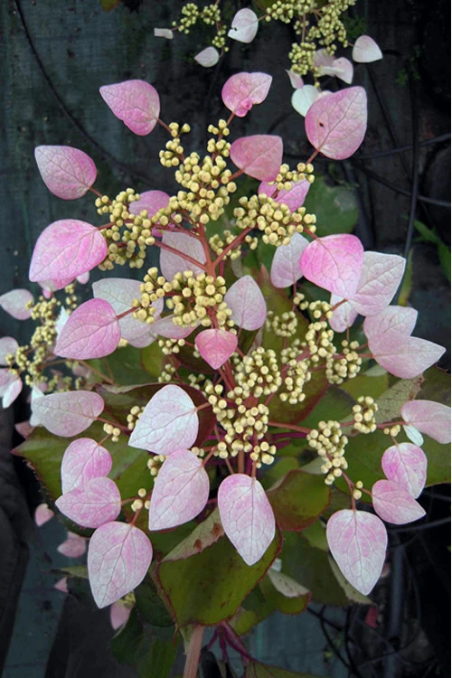 Pink Climbing Hydrangea - Schizophragma Hydrangeoides`Roseum' - 2 Gallon Pot 3 Pink Climbing Hydrangea - Schizophragma Hydrangeoides`Roseum' - 2 Gallon Pot