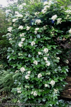 Climbing Hydrangea - Decumaria Barbara - 3 Gallon Pot -Wilson Bros Garden Hydrangea Decumaria Barbara 16